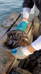Horseshoe Crab Rescued From Fishing Line