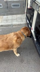 Le chien veut juste le ballon