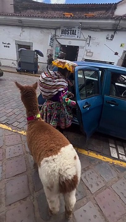 Llamas Take Taxis Too