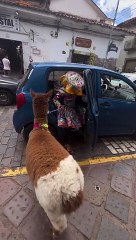 Llamas Take Taxis Too