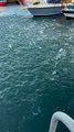 A school of fish in a frenzy at Wollongong Harbour | Illawarra Mercury | Friday, October 20, 2023