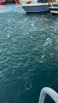 A school of fish in a frenzy at Wollongong Harbour | Illawarra Mercury | Friday, October 20, 2023