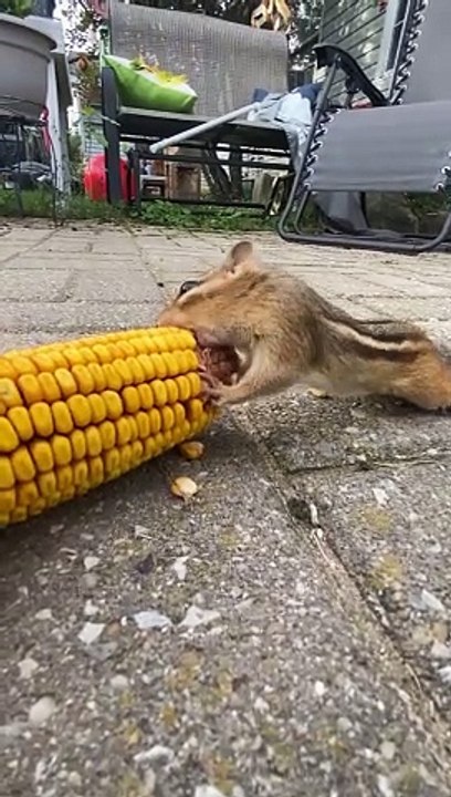 Chipmunk Loves Corn on the Cob