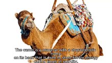 CAMEL