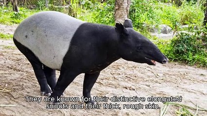 TAPIRS