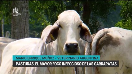 Las pasturas son el mayor foco infeccioso de las garrapatas