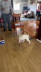 Pup's Poop Is Hanging by a Thread
