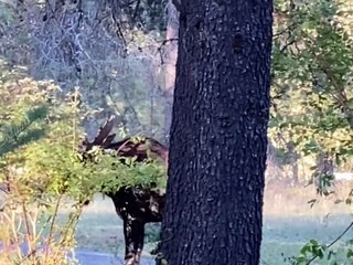 Bull Moose Takes Down Some Trees