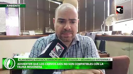 Advierten que los ciervos axis no son compatibles con la fauna misionera