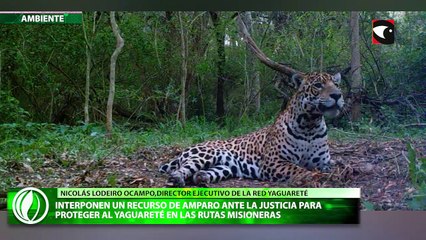 Interponen un recurso de amparo ante la Justicia para proteger al yaguareté en las rutas misioneras