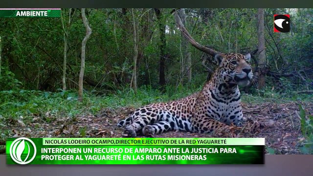 Interponen un recurso de amparo ante la Justicia para proteger al yaguareté en las rutas misioneras