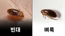 [뉴스라이더] 찜질방 이어 대학 기숙사에서도 출몰...돌아온 빈대? / YTN