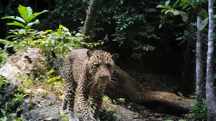 Big.Beasts.S01e04.The.Gorilla.1080P.Atvp.Web-Dl.Ddp5.1.H.264-Eniahd