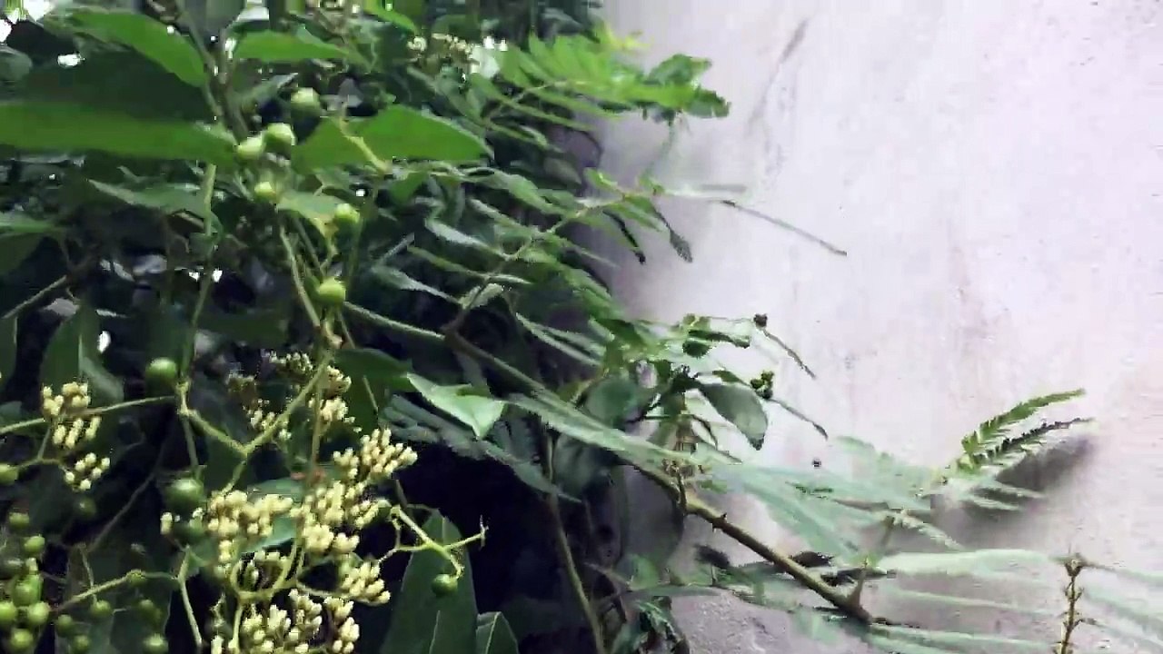 Natural Remedies: The Healing Power of Pure Garden Herbs