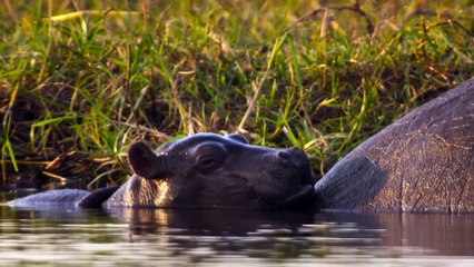 Big.Beasts.S01e05.The.Hippo.1080P.Atvp.Web-Dl.Ddp5.1.H.264-Eniahd