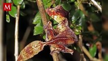 El Camuflaje Impresionante del Gecko de Hoja: ¿Puede Hacer Daño este Exótico Reptil?