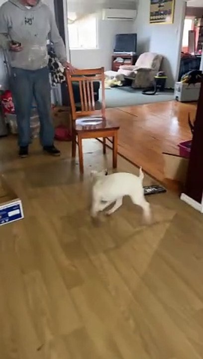 Pup's Poop Is Hanging by a Thread