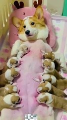 Dog Puppies Drinking Milk From Mother Dog | Animals Funny Moments | Cute Pets | Satisfying Videos #animal #pets #dog #doglover #cutepuppies