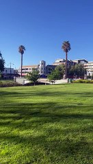 Magpie Swoops a Kangaroo