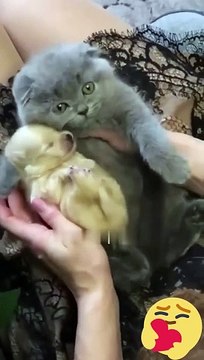 Fluffy Cute kitten hugs puppy