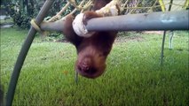 Baby Sloths Being Sloths - FUNNIEST Compilation