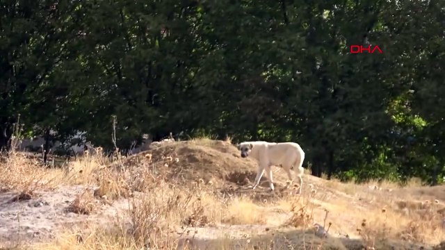 Kırşehir'de Boş Araziye Bırakılan Bebek Cesedi Bulundu