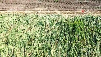 Samsun'da Aşırı Yağışlar Silajlık Mısır Tarlalarını Vurdu