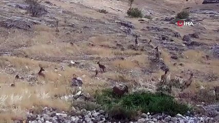 Un troupeau de chèvres de montagne a été vu à Elazığ
