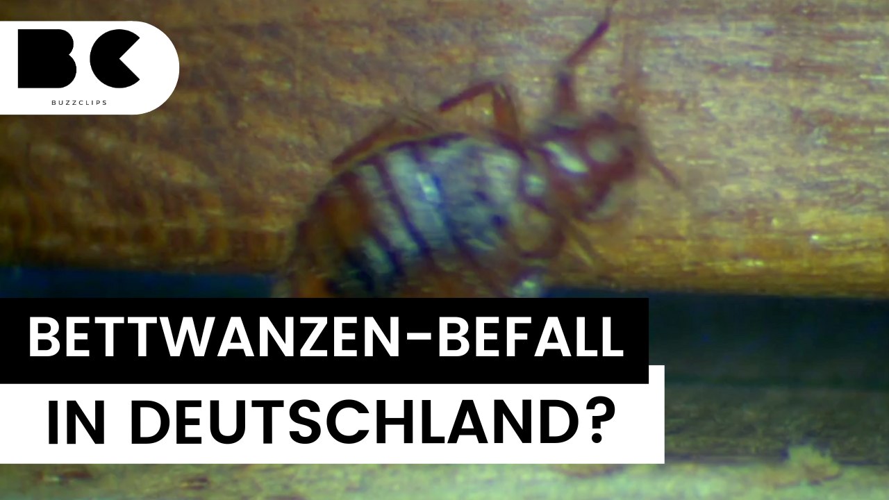 Bettwanzen jetzt auch in Deutschland?