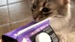 Lactose Intolerant cat starts sneezing after smelling milk *Hilarious*