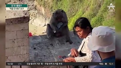 관광객 폰 훔치고 “먹을 것 내놔”…발리의 ‘조폭 원숭이’?