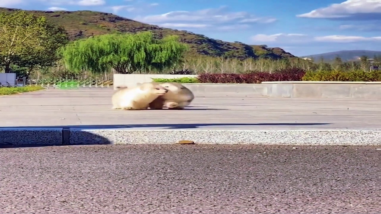 Funny Dogs Running