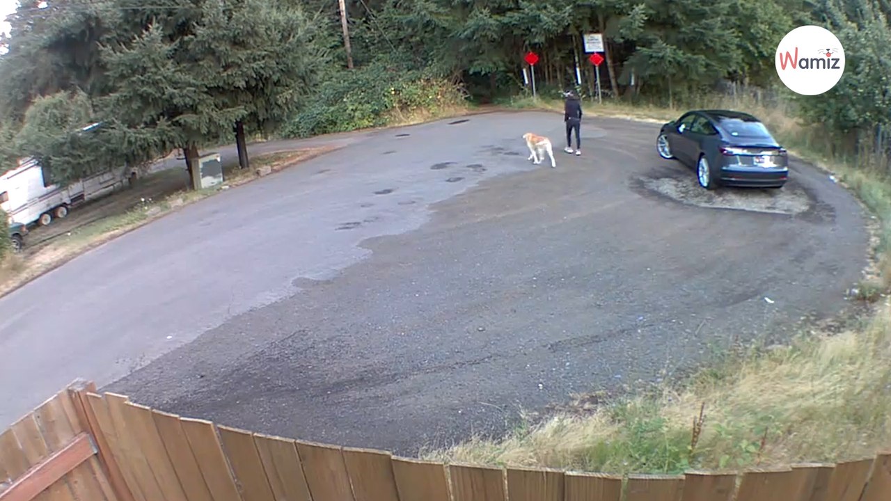 Frau mit Golden Retriever merkt nicht, dass ihr Plan heimlich gefilmt wird