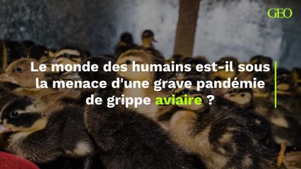 Grippe aviaire : Le monde des humains est-il sous la menace d'une grave pandémie ?