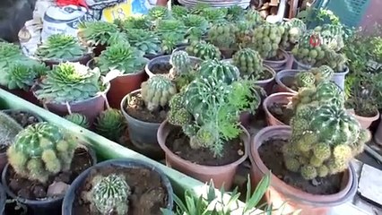 Balıkesir'de emekli vatandaş kendini yeşile adadı, örnek üretici oldu