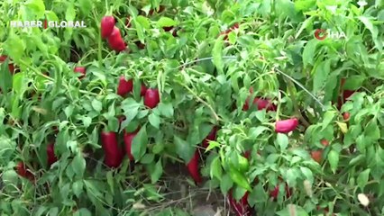 Salçalık biber 5 TL'ye kadar düştü! Üretici market ve pazardaki fahiş fiyata tepki gösterdi