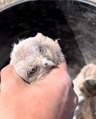 Conservationist Helps Baby Owls by Releasing Them Into Man Made Burrowing Tunnels