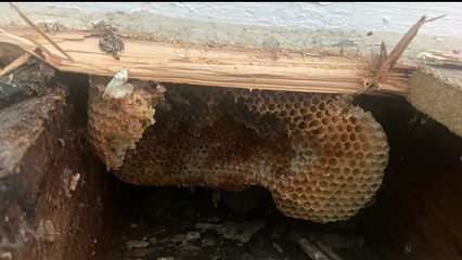 Couple Discovered Their Home Was the Site of a GIANT BEEHIVE