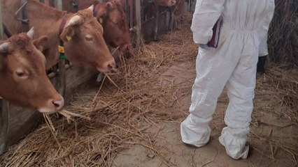 서산 한우농장서 괴상피부병 발생...국내 첫 사례 / YTN