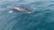 Divers Have Close Encounter With Pod of White-Beaked Dolphins