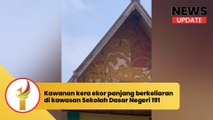 Kawanan kera ekor panjang berkeliaran di kawasan Sekolah Dasar Negeri 191