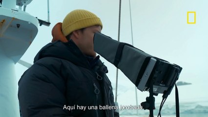 Orcas en Acción: Caza en Vivo 🐋