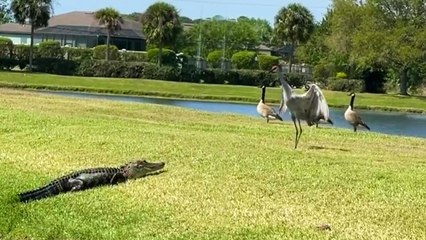 TENSE Moment Alligator CHASED OFF by Birds!