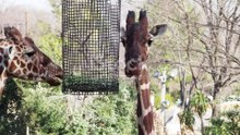 Animal Best Friends: Unlikely Duos
