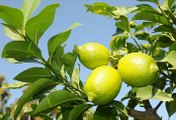 Hatay'da Limon Üreticisi Dertli