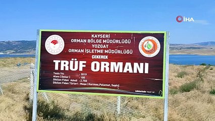 Yozgat'ta kendiliğinden yetişiyor, 'kara elmas' olarak adlandırılıyor: Kilosu 3 bin Euro!