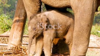 Baby Elephant Adventures: Trunkfuls of Cuteness