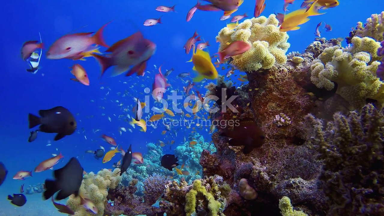 Beneath the Waves: Underwater Wildlife