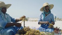 Farming the ocean - From seaweed to skincare