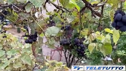 Video News - LONATO, RECUPERATO IL VIGNETO DI UGO DA COMO